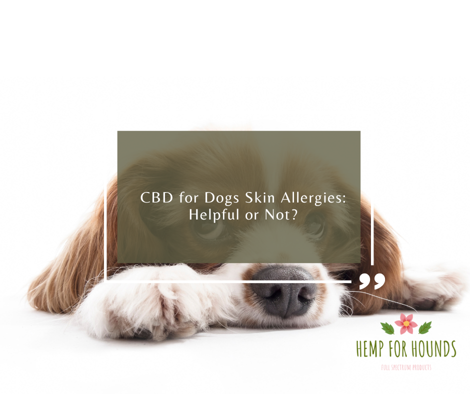 cbd for dogs skin allergies