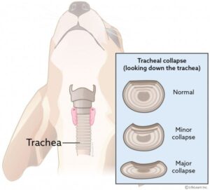 collapsed trachea in dogs symptoms