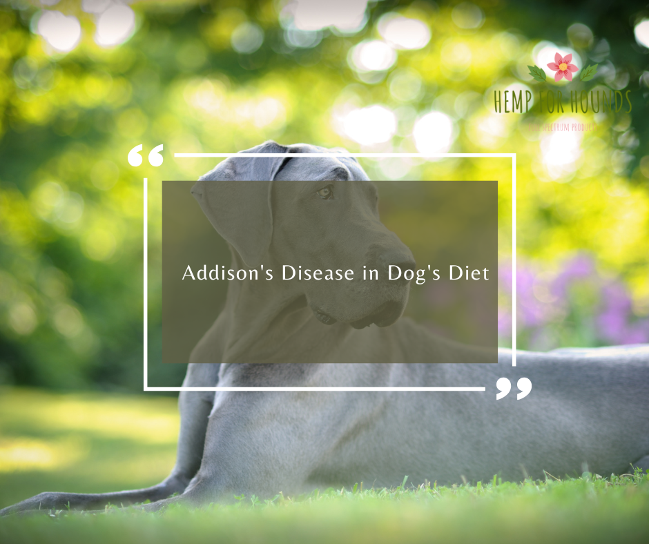 Addison's Disease in Dog's Diet