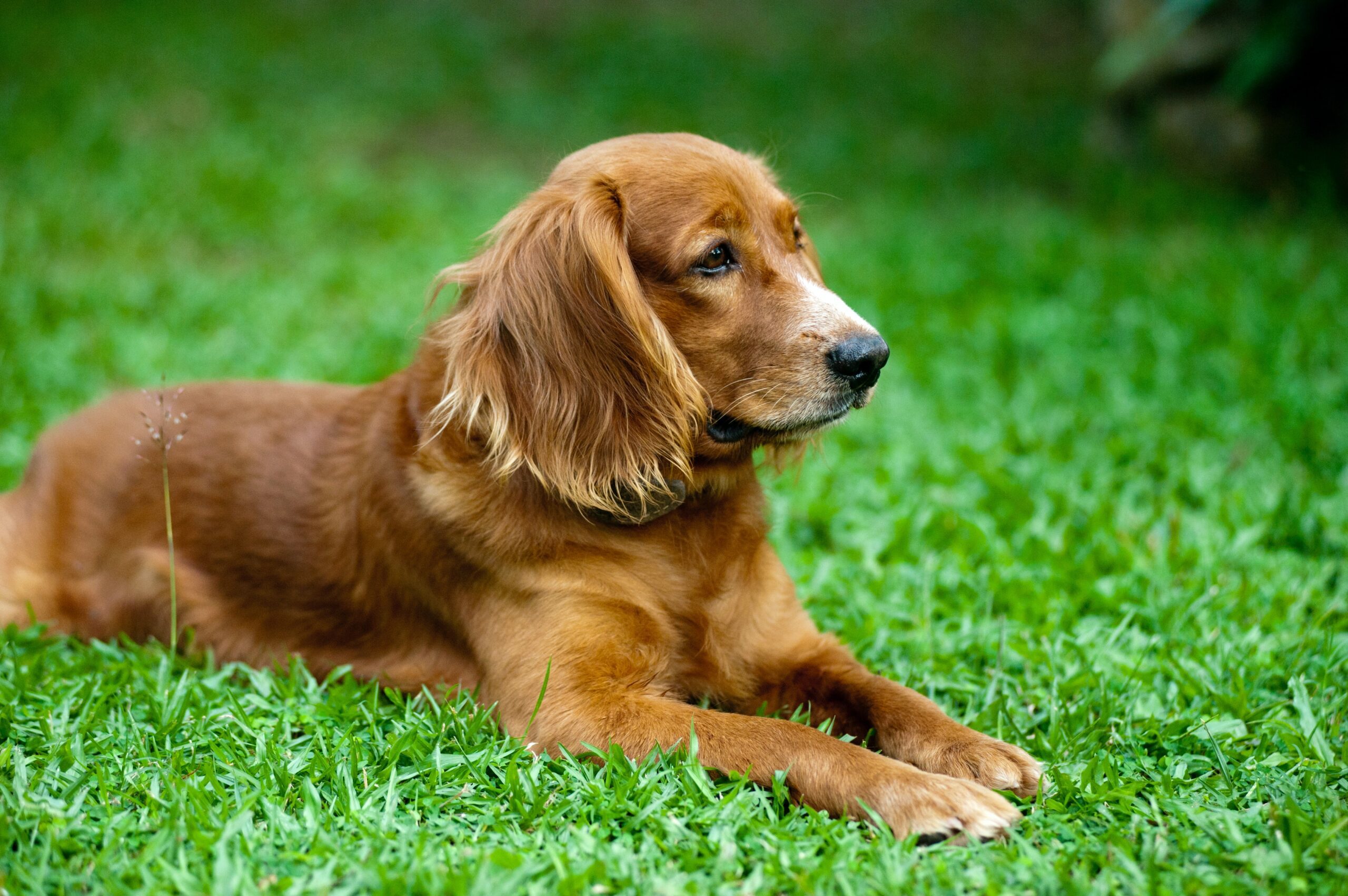 ear infections in dogs natural treatment