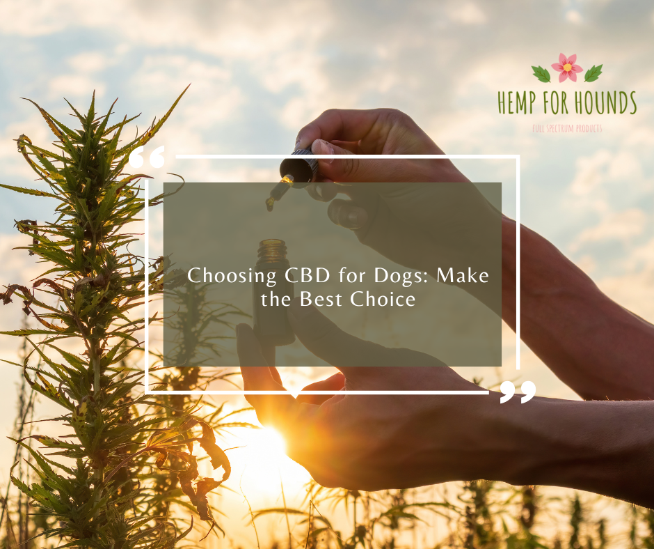 choosing cbd for dogs