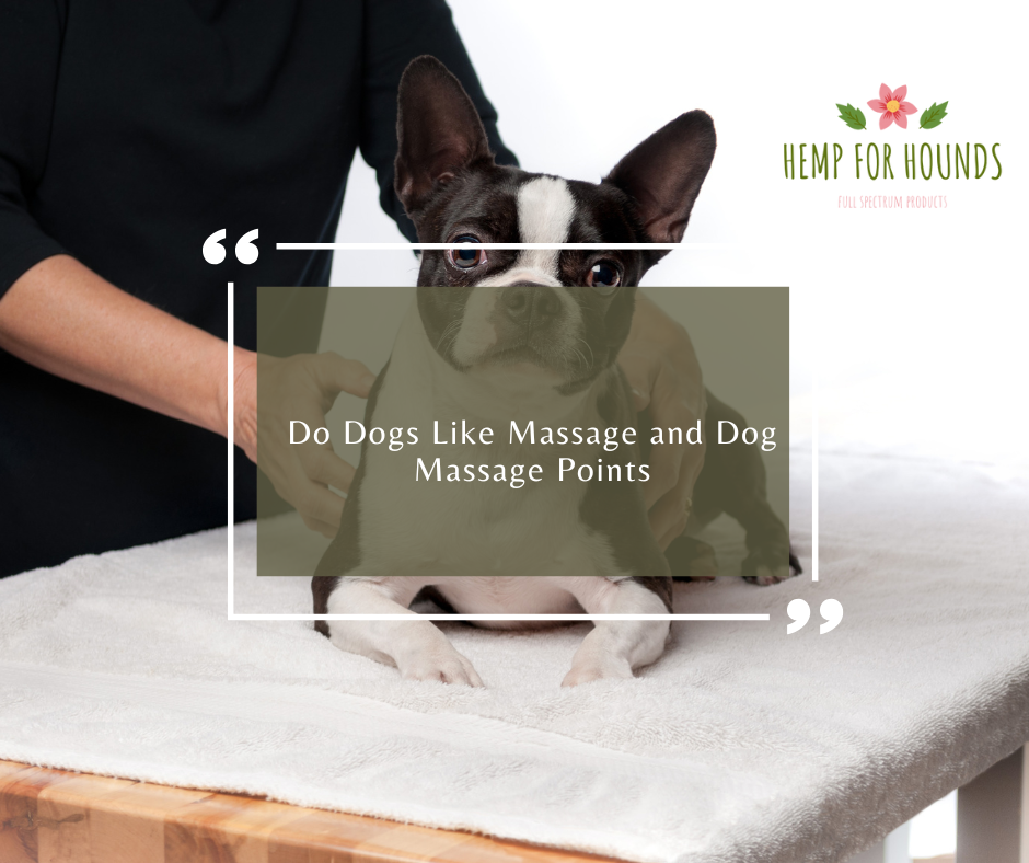 dog massage points