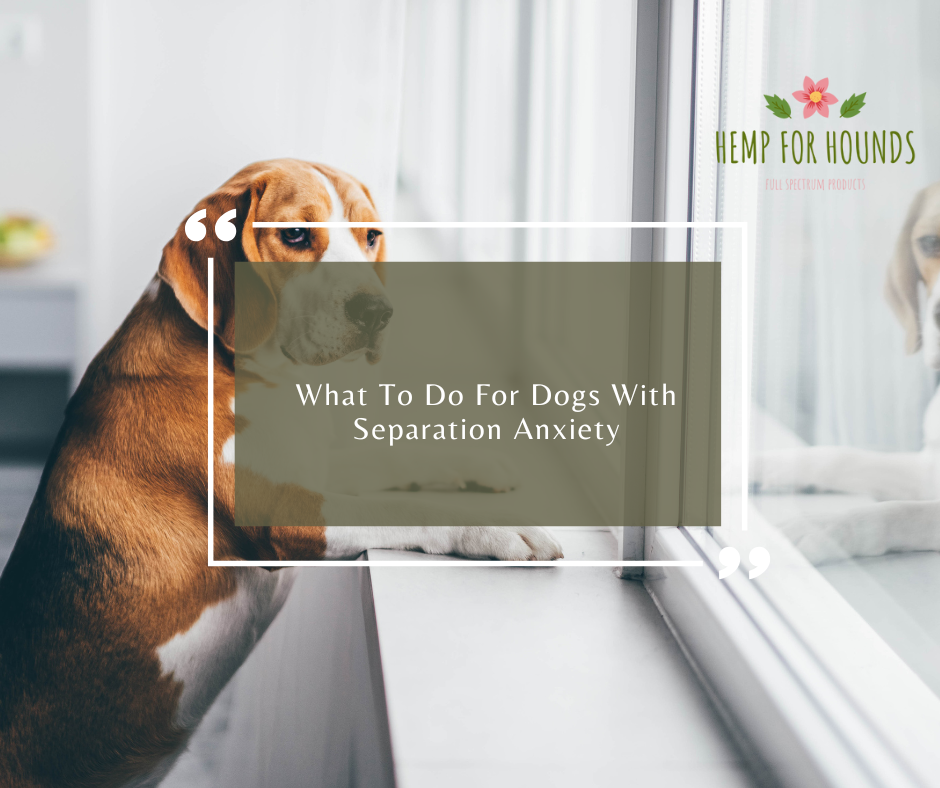 what to do for dogs with separation anxiety