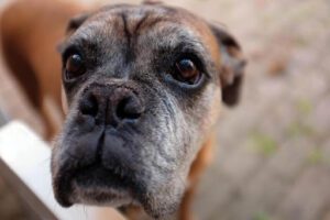can arthritis in dogs be treated