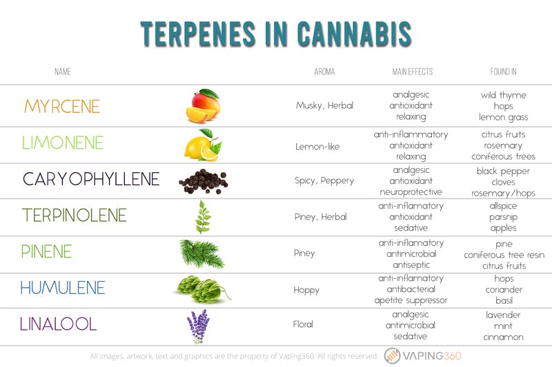 terpenes caryophyllene and terpenes chart