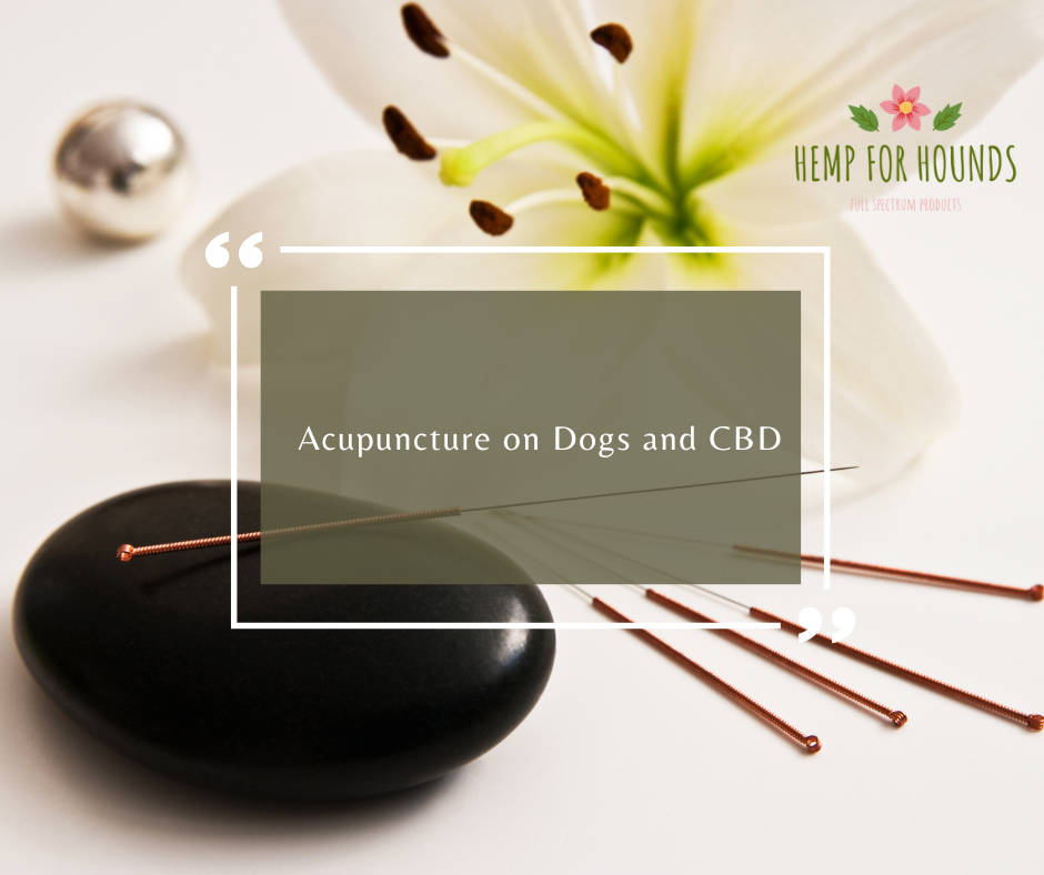 acupuncture on dogs and cbd