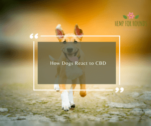 how dogs react to cbd