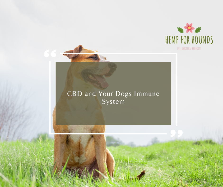 CBD and immune system in dogs