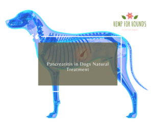 Pancreatitis in Dogs Natural Treatment