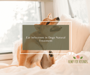 Ear Infections in Dogs Natural Treatment