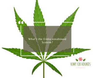 whats the endocannabinoid system in dogs