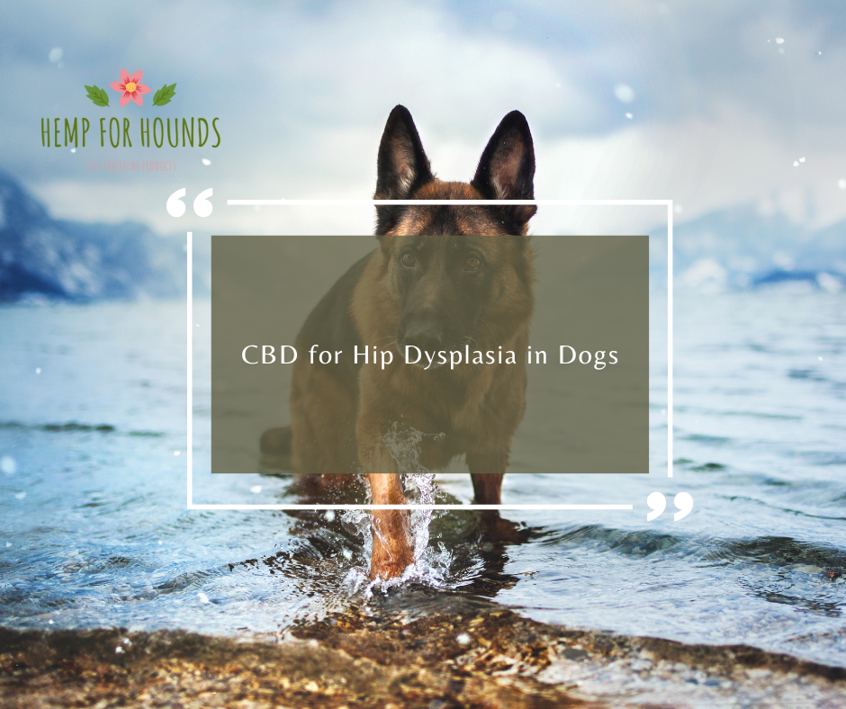 CBD for Hip Dysplasia in Dogs