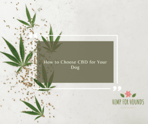 how to choose cbd for your dog