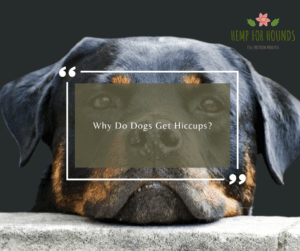 why do dogs get hiccups