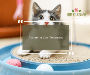 anxiety in cats treatment