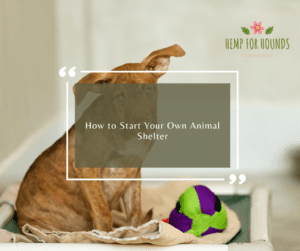 how to start your own animal shelter