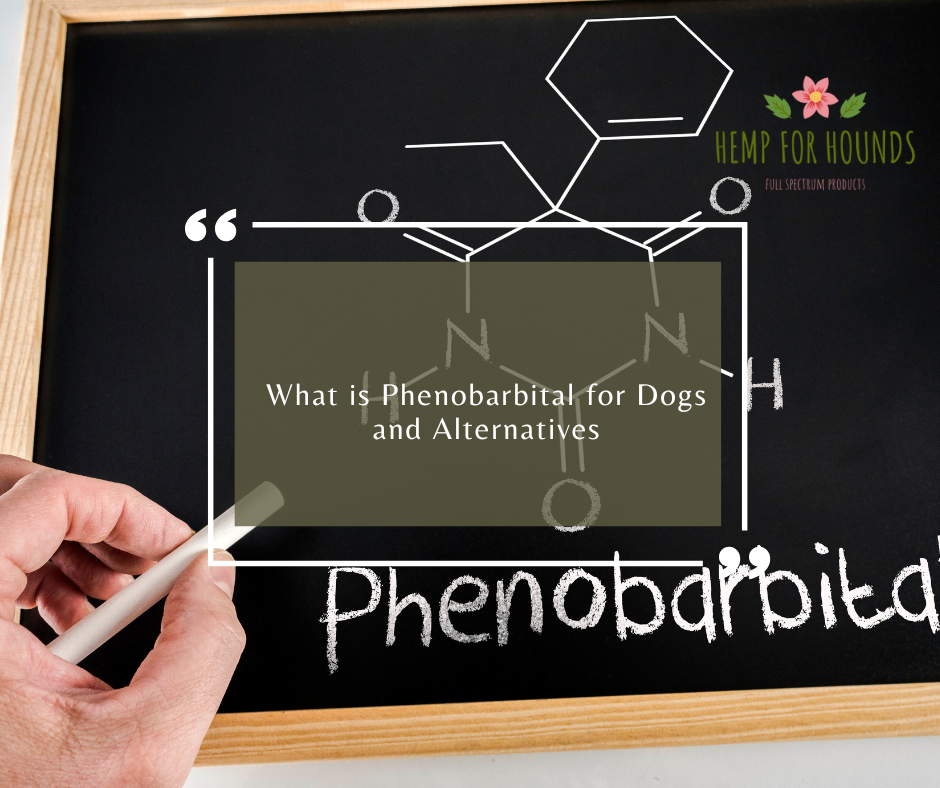 what is phenobarbital for dogs