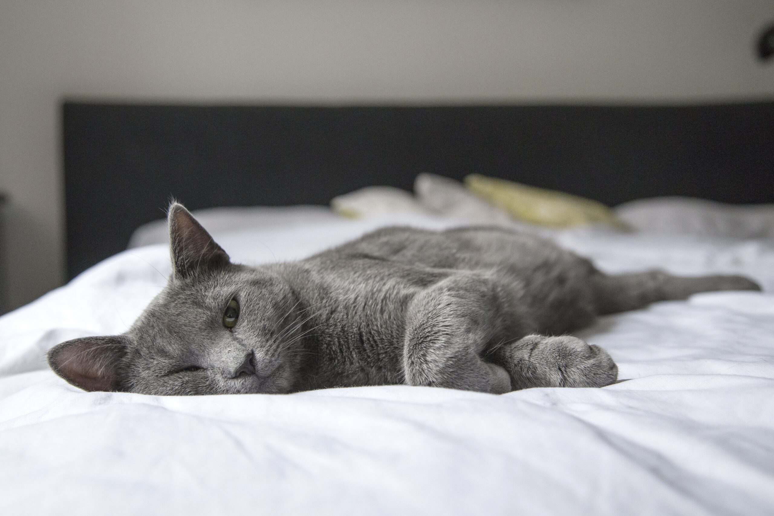 anxiety in cats treatment