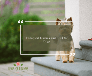 Collapsed Trachea and CBD for Dogs