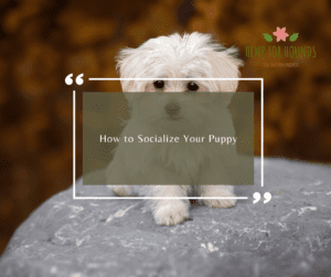 how to socialize your puppy