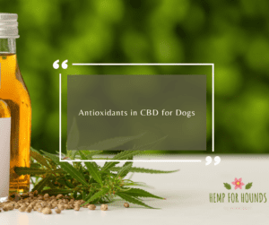 Antioxidants in CBD for Dogs
