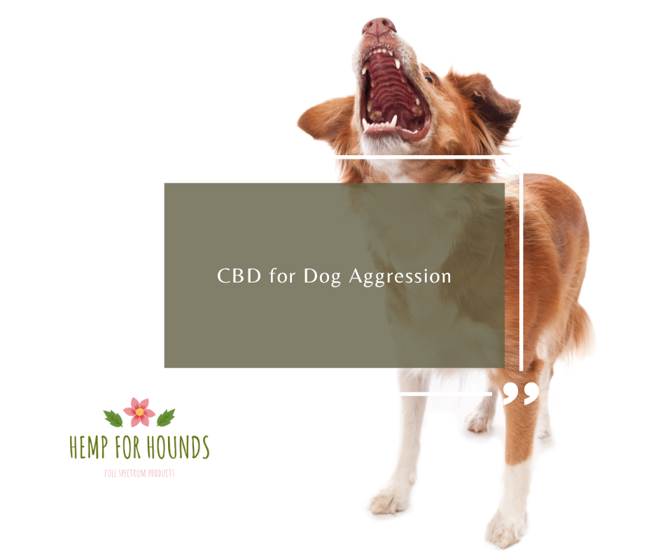 CBD for Dog Aggression