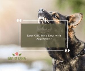 does cbd help dogs with aggression