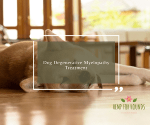 Dog Degenerative Myelopathy Treatment