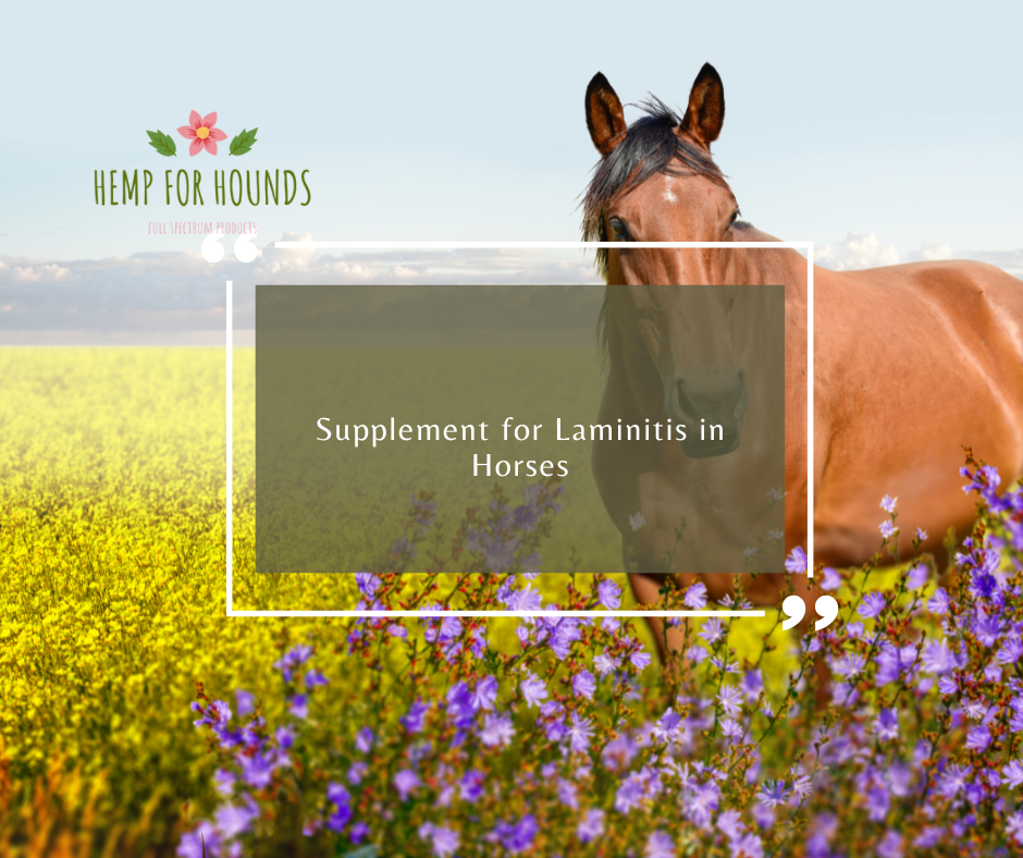 supplement for laminitis in horses
