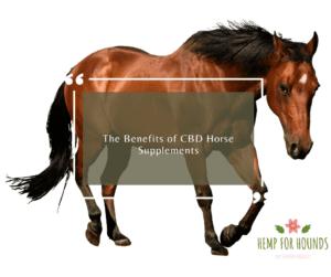 cbd horse supplements