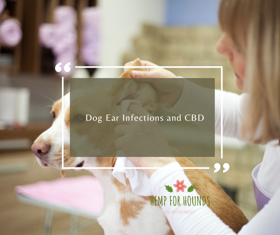 cbd for dogs ear infections