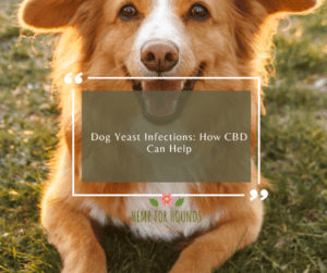 hemp for dogs and yeast infections