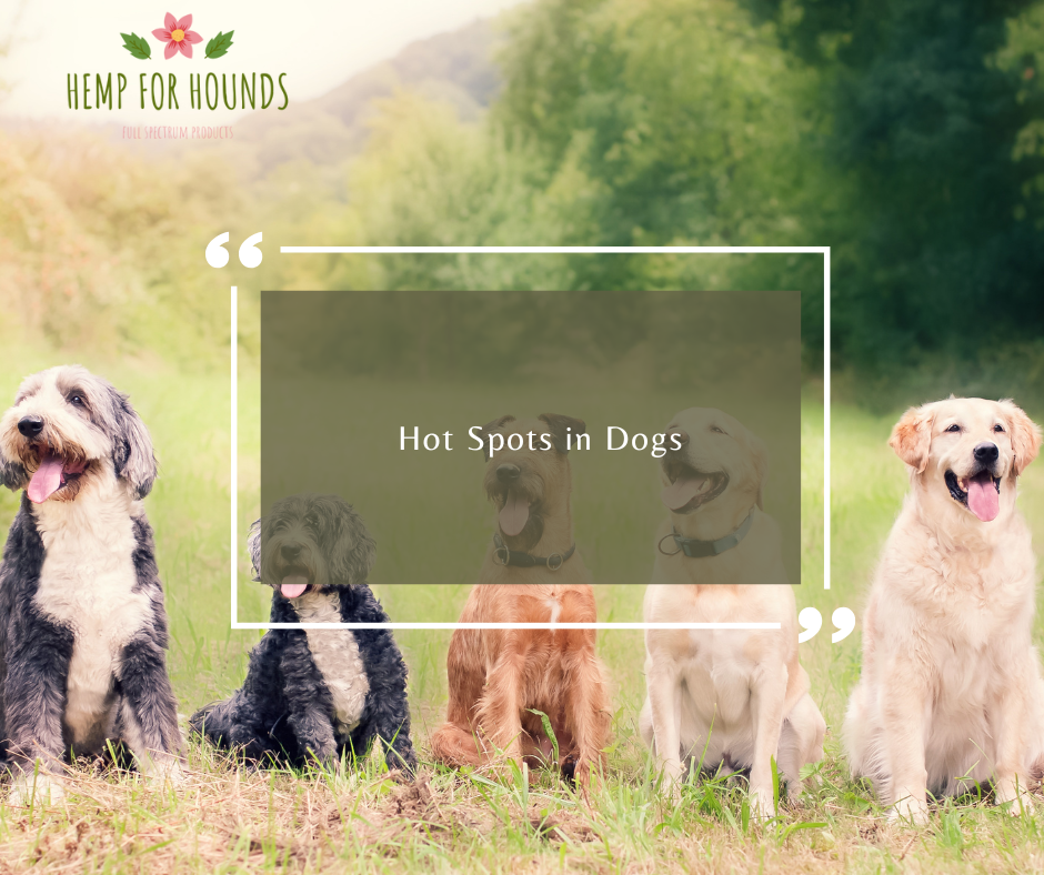 hot spots in dogs