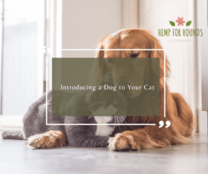 Introducing a Dog to Your Cat