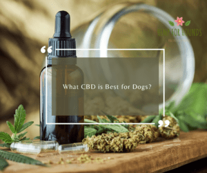 What CBD is Best for Dogs?