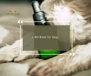 cbd balm for dogs