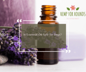 is essential oil safe for dogs