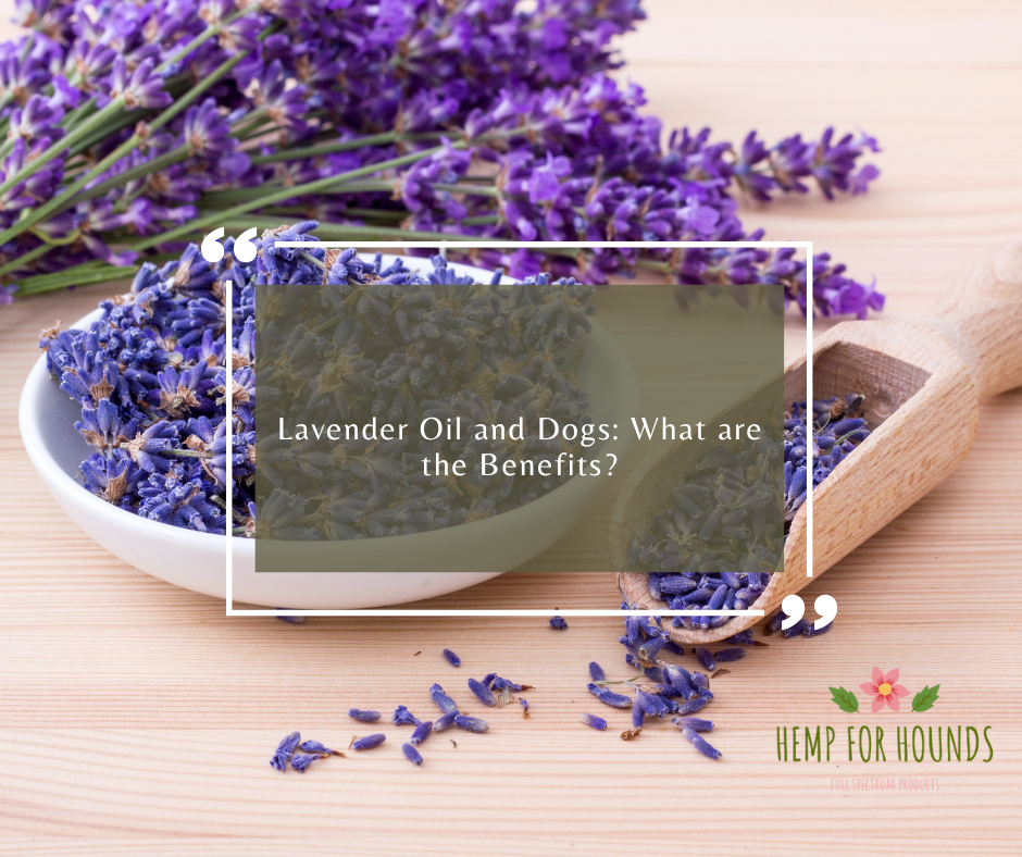 Lavender Oil and Dogs: What are the Benefits?