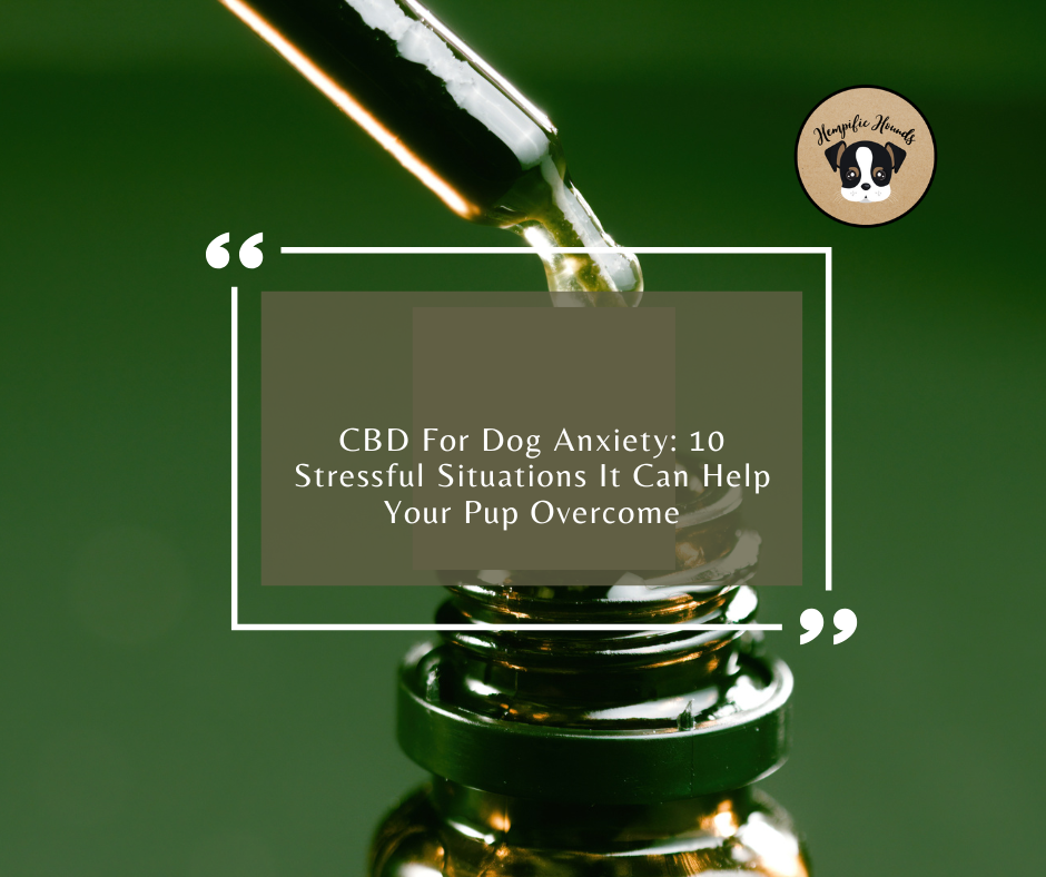 cbd for dog anxiety